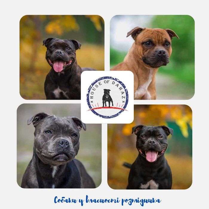 Розплідник HOUSE of DAHAZ, ознайомлювальне оголошення