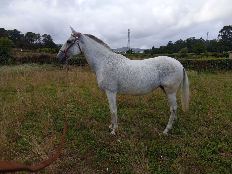Égua lusitana pontuada