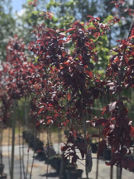 ŚLIWA Pissardii Szczepiona Na Pniu 200 cm Cena 160 zł