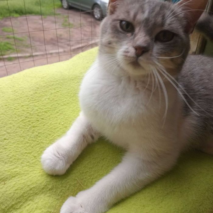 кіт кішка кошенята