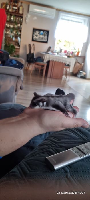 Lotopalanka karlowata