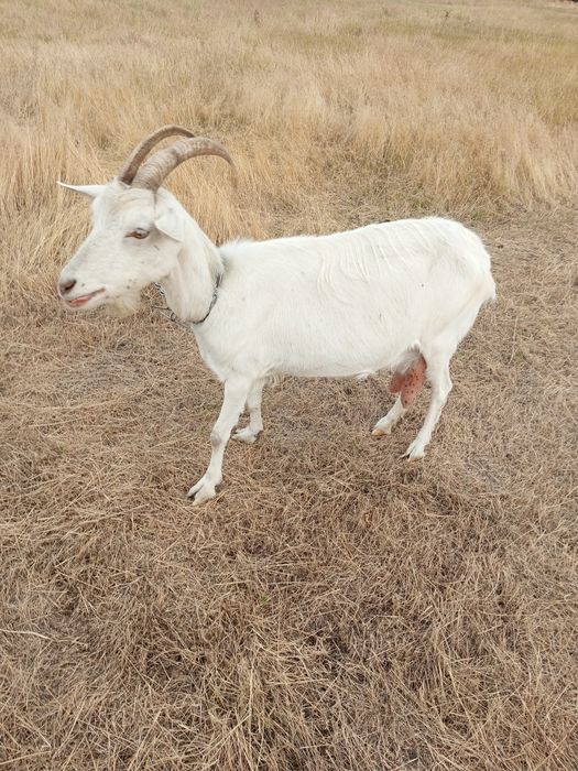 Продам дійну козу! 2200 торг