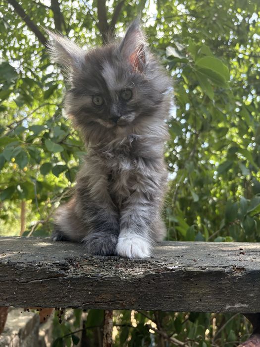 Main Coon -kotka do hodowli FPL-Dunka