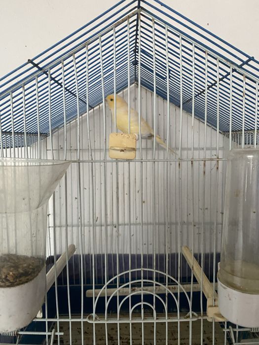 Canário macho c/gaiola