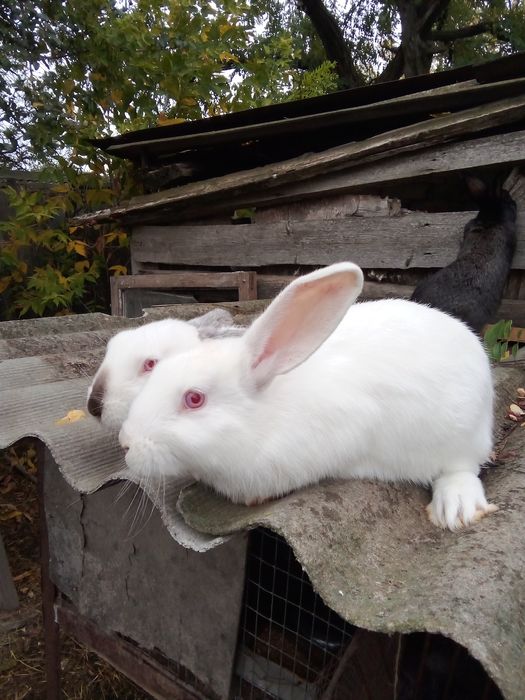 Продам молодих кроліков