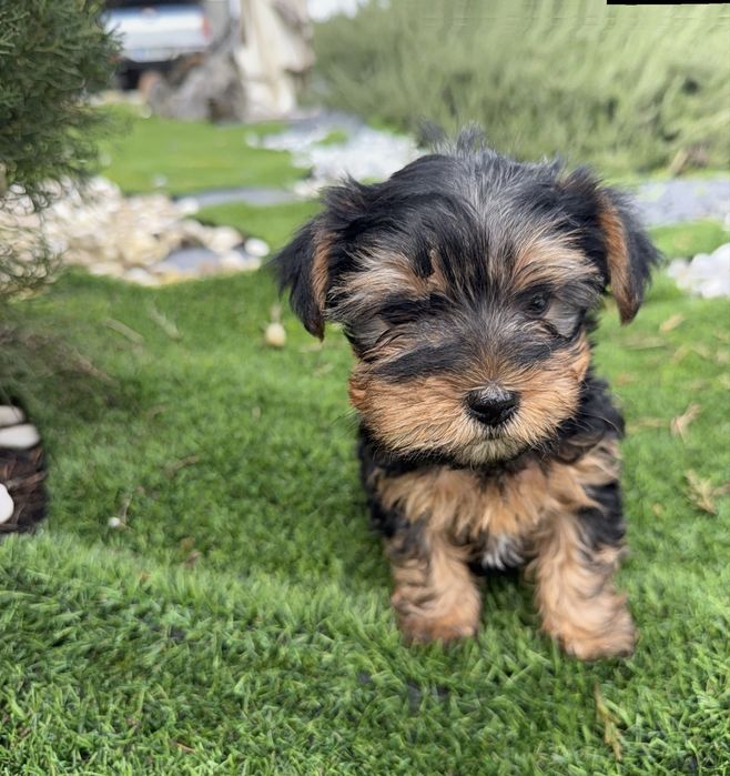 Yorkshire terrier maravilhoso