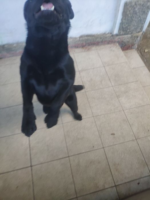 Вязка, лабрадор ретривер