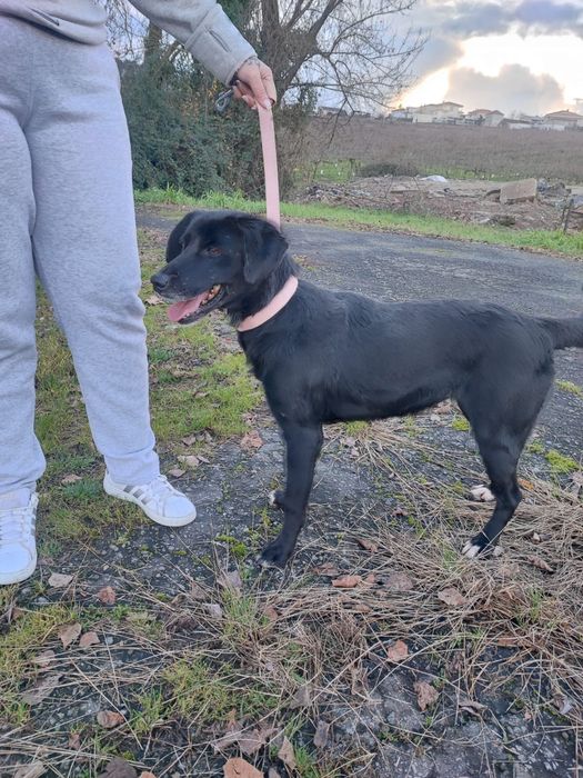 Cadelinha para adopção