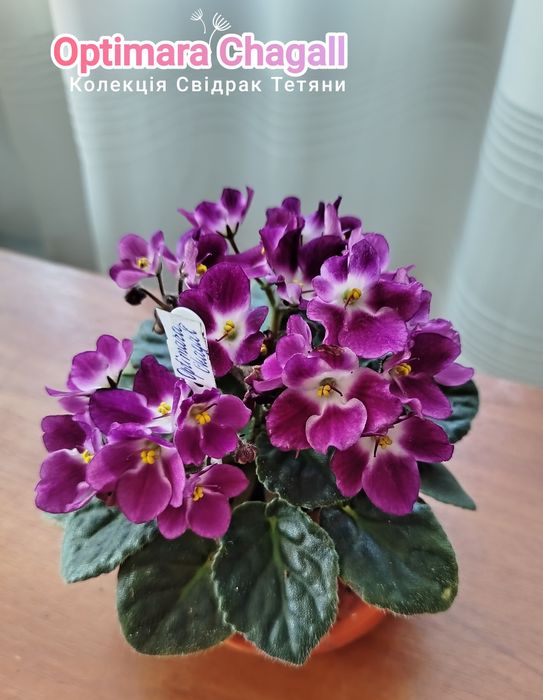 Фіалки ,набір свіжозрізаних листочків