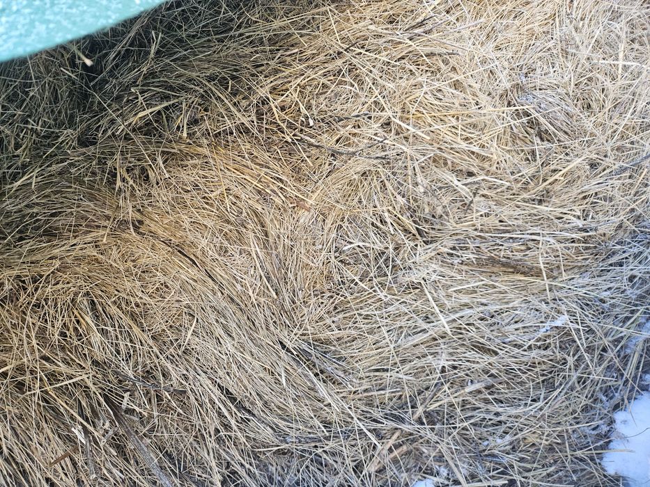 Siano w ściółkę/do przebrania.