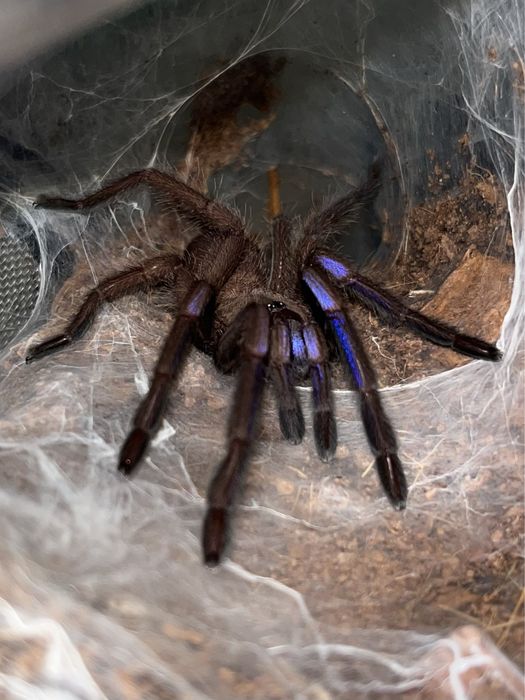 Samica Chilobrachys natanicharum 2,5/3dc