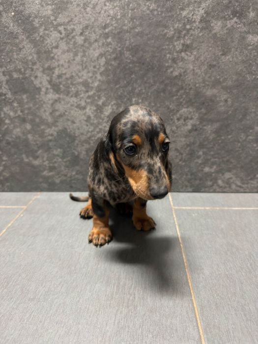 Teckel miniatura merle