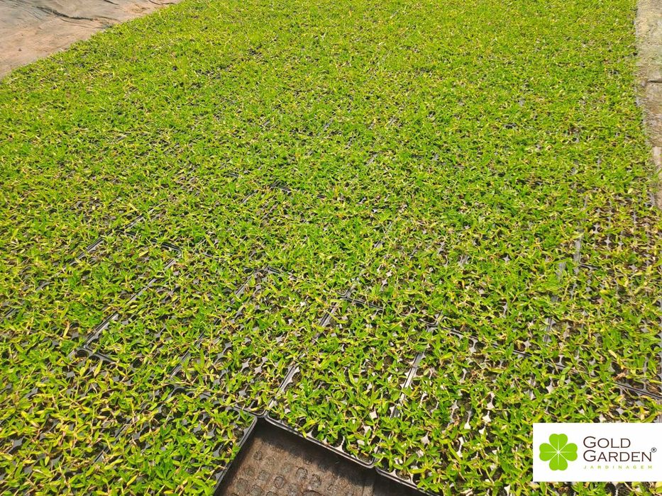 Relva Brasileira a Bom Preço!!