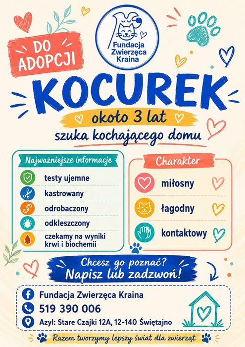 W potrzebie domu kocurek
