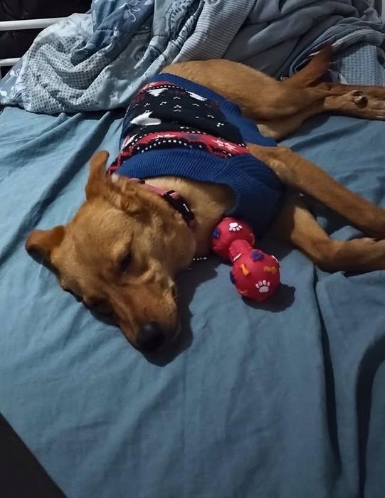 Adoção Responsavél - Paçoca