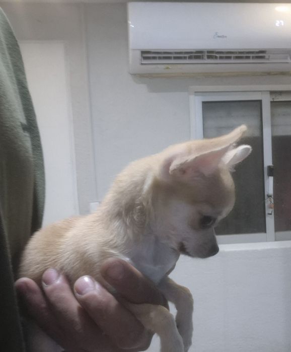 Lindamenina chihuahua