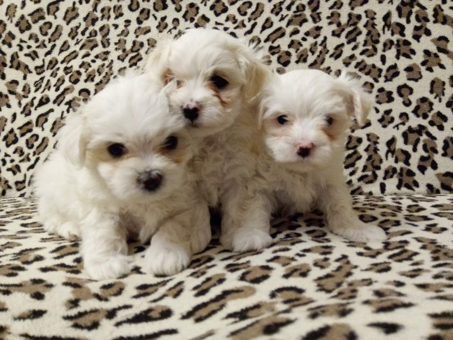 Мальтизешки Одесские - Родословные !