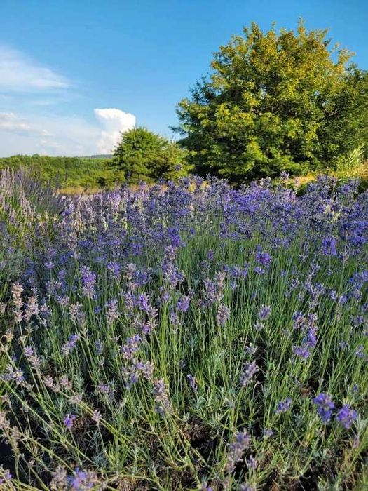 Suszona lawenda - wiązanka, bukiet