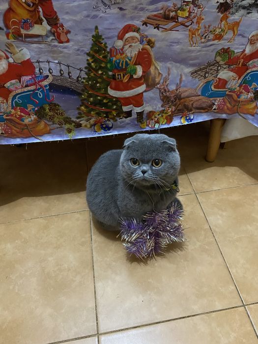 Продам кота Британця