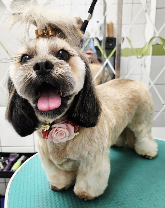 Strzyżenie psów i kotów. Groomer Częstochowa.