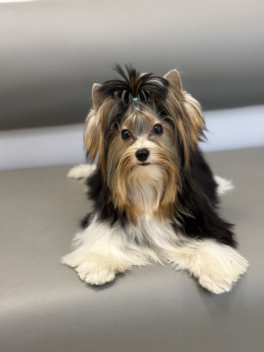 Цуценя бівер йорк з документами, гарний хлопчик