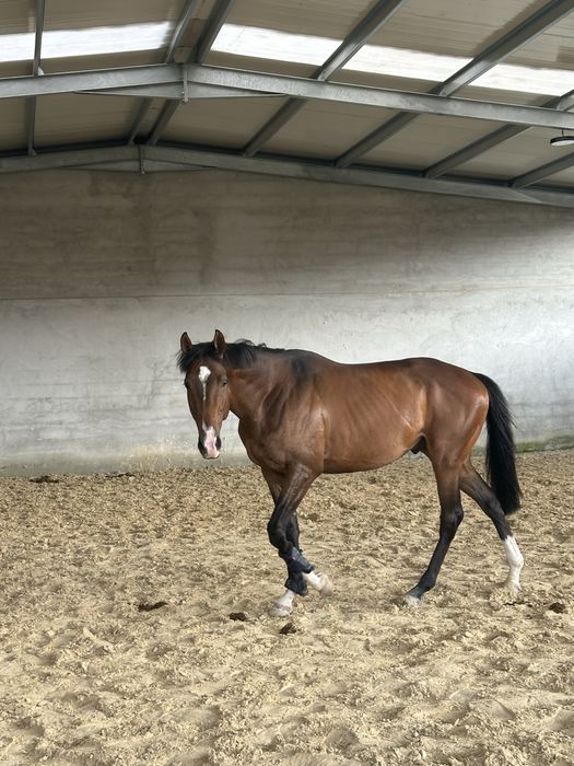 Cavalo garanhão á venda