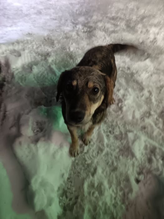 Собачка в хороші руки