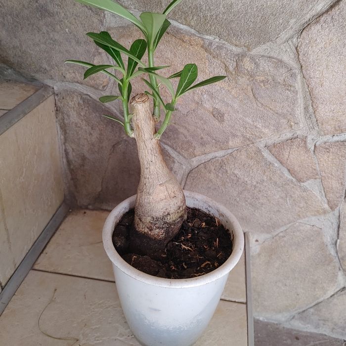 Адениум адениум адениум