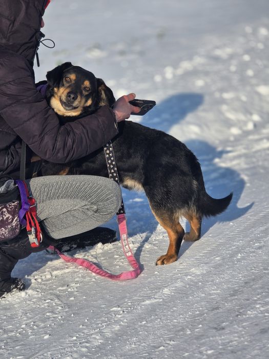 Uroczy 10 kilowy Aramis