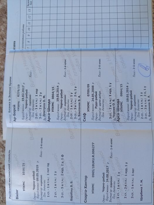 Продам суперових спаніелів