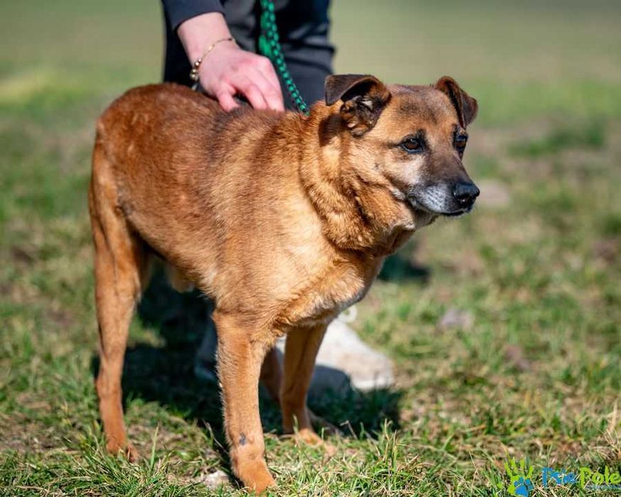 Spokojny, sympatyczny psiak PYPEĆ ogląda się za domkiem!