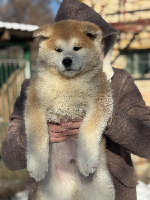 Акіта , акіта іну цуценята з міжнародного розплідника FCI