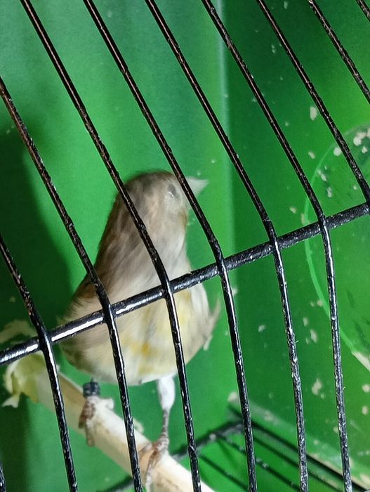 Híbridos /Mestiços