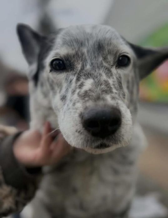 6 letnia Sunia Rita szuka domku