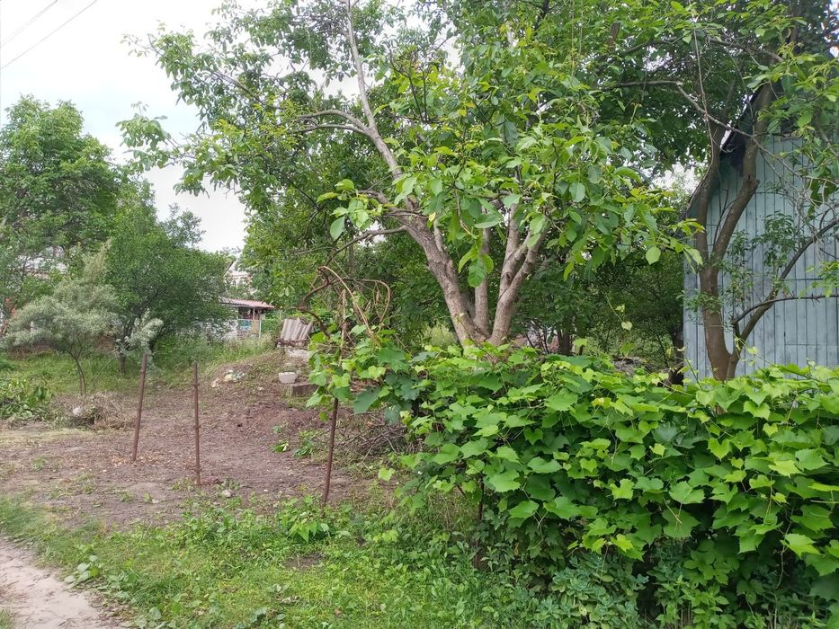 Продам дачну земельну ділянку