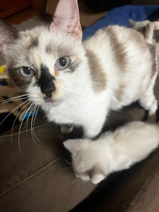 Doa se gatinhos bebés