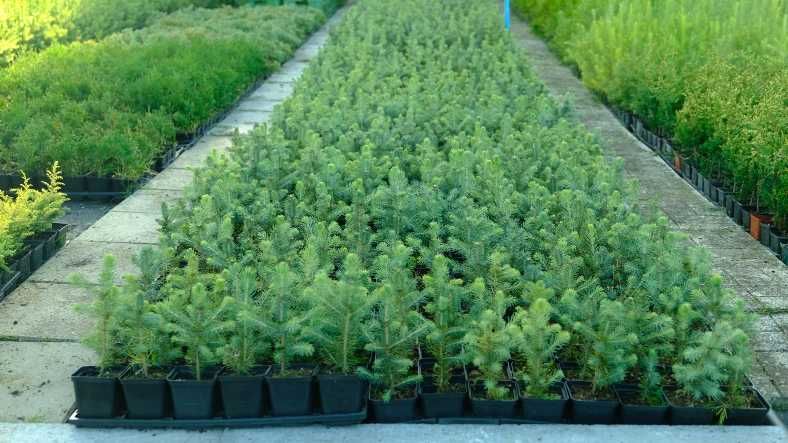 Świerk Srebrny 30 cm w doniczce p9, 6,00zł