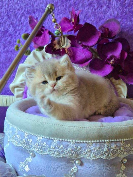 Британський хлопчик Рей Лілове золото