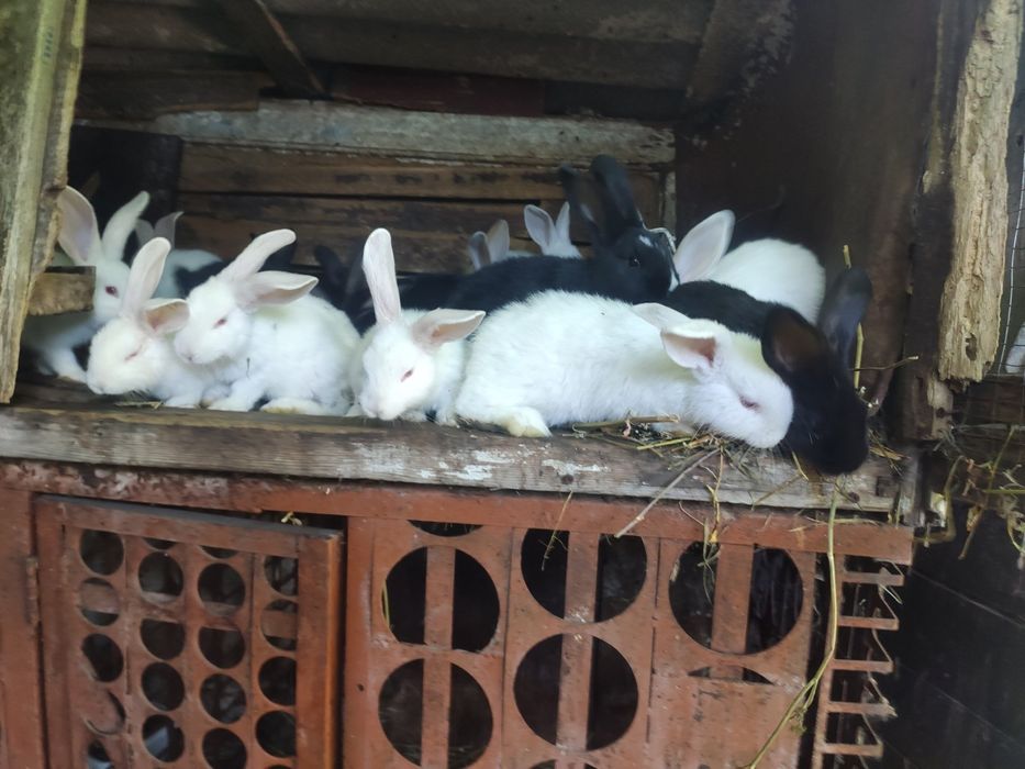 Продаю кроленят двох місячних