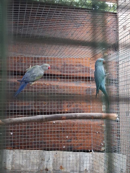 Aves para ceder várias espécies