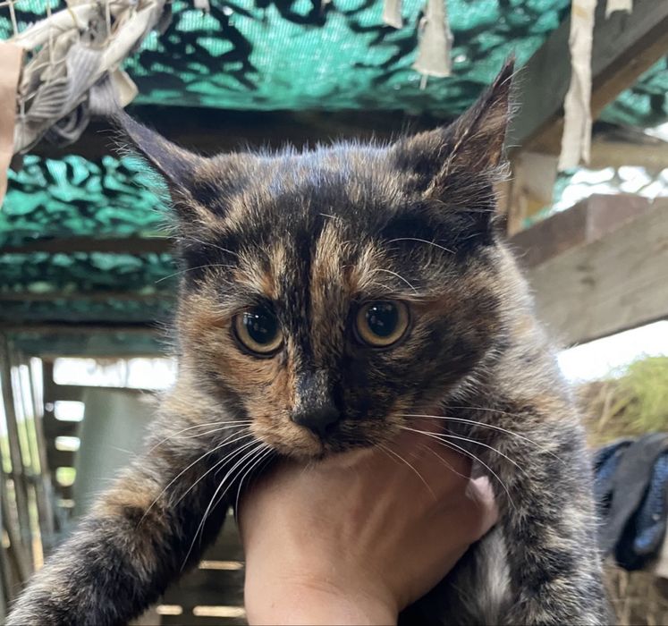 Котенок, девочка, бесплатно