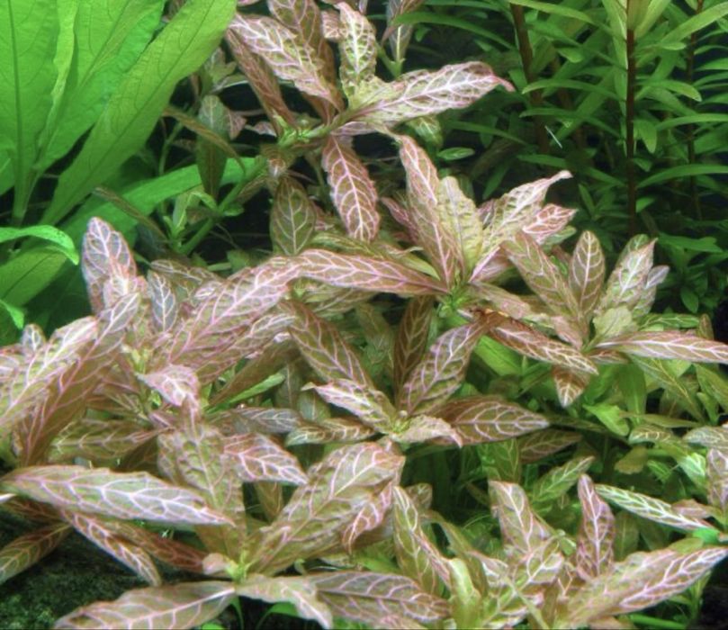 Lote plantas aquario