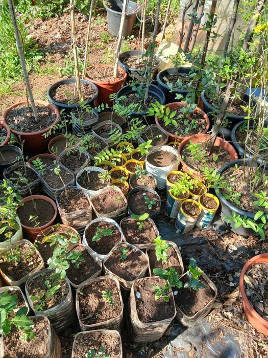 Glicínias, liláses (Wisteria)
