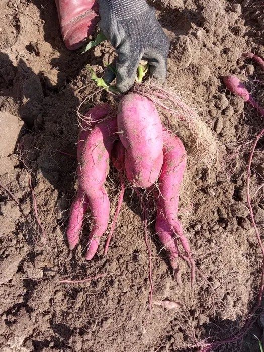 Батат. Маточні бульби. 30 сортів.