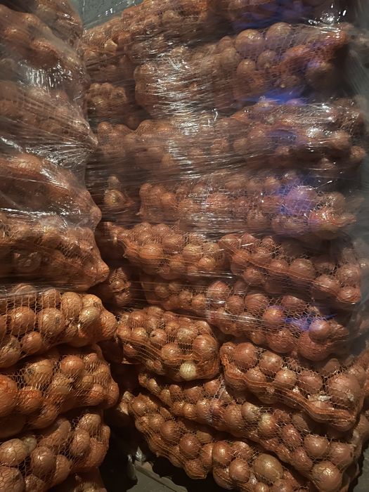 Cebula żółta obierana