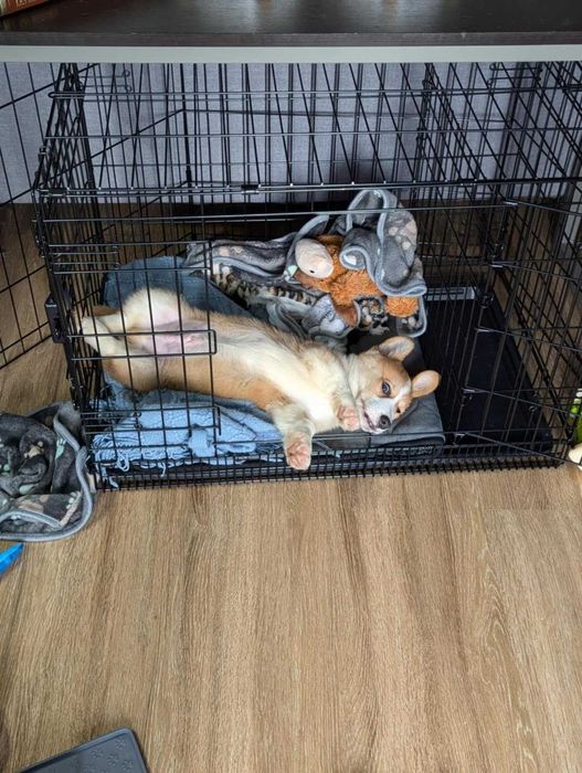 Klatka dla psa kota transporter składana NOWA do samochodu podróży