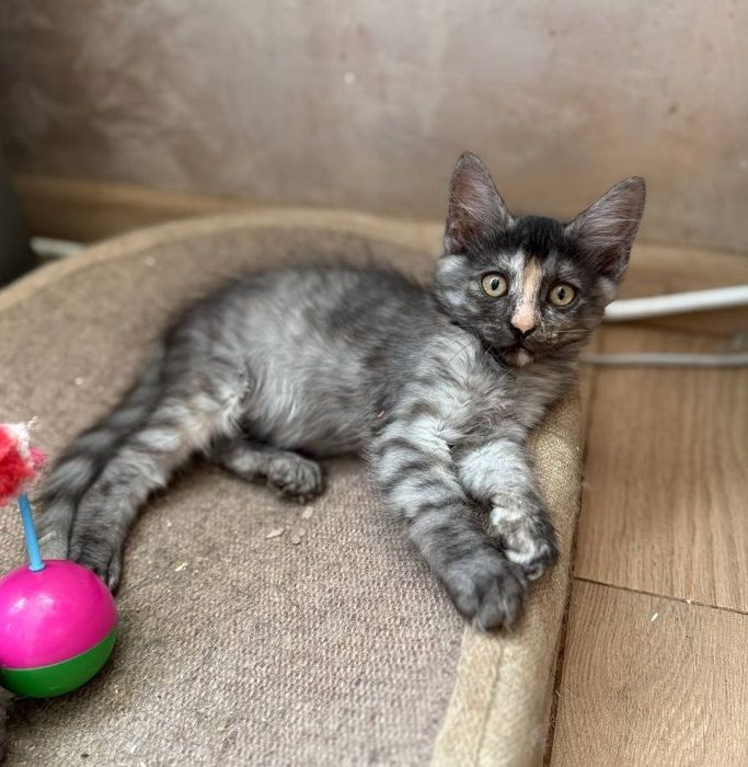 Кошеня дівчинка шукає родину