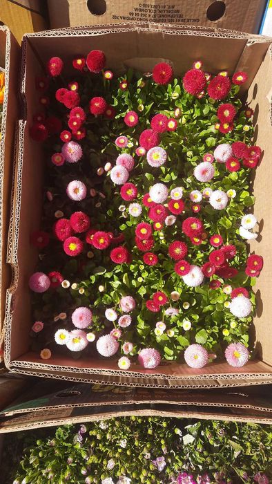 Анютки, гвоздика, лютик, примула,  квіти оптом, доставка Київ\Троєщина