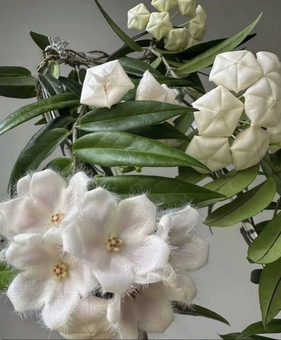 Хойї :Hoya paradisea, Hoya Sp Aceh Gomes,Hoya sp. Aceh (Takengon)