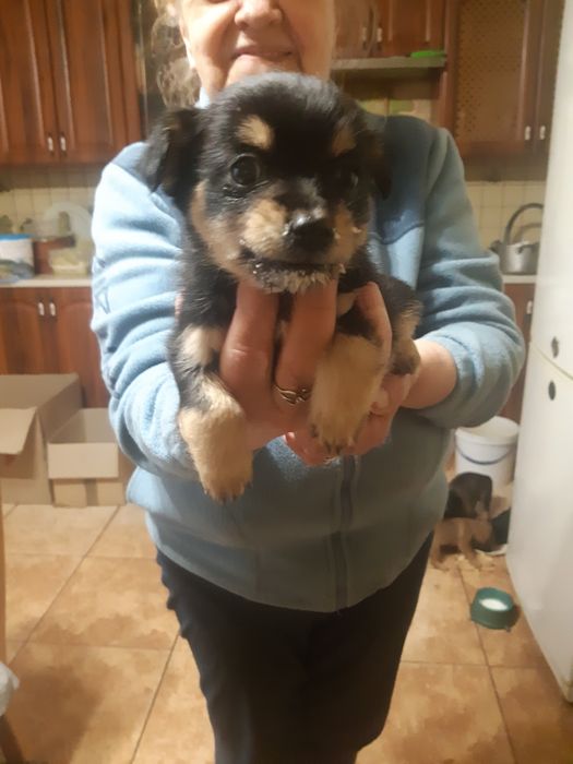 німецькі  яхтельєри